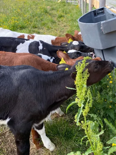 Kalver som drikke melk av en bøtte med tut.