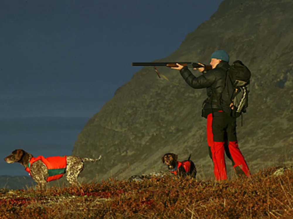 Mann og to hunder jakter på fjellet