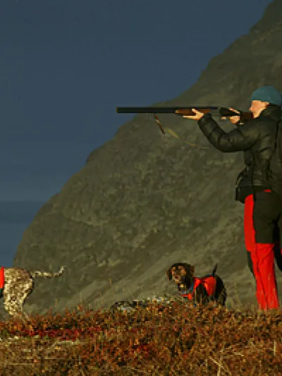 Mann og to hunder jakter på fjellet
