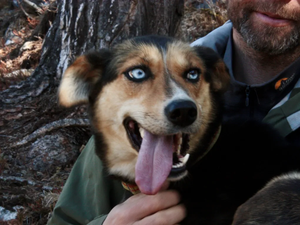 Huskie med blå fine øyne