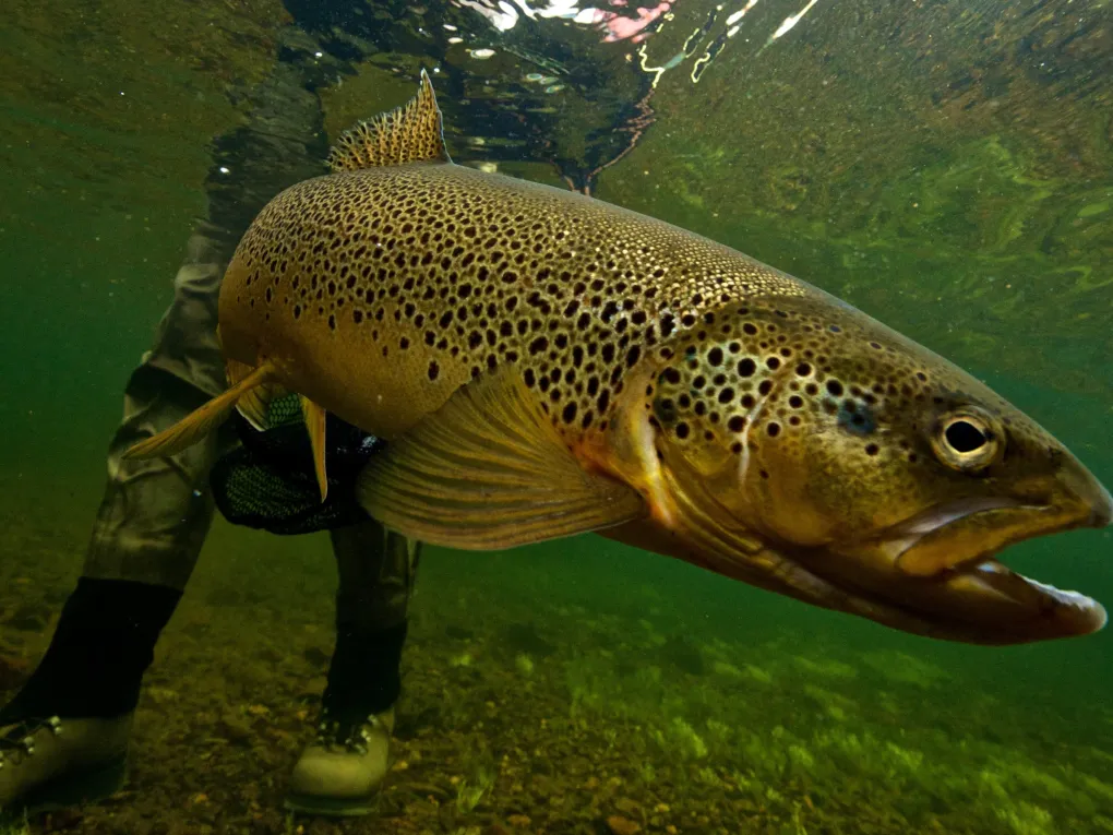 Flyfishing 9 hemsil YA 11 jpg