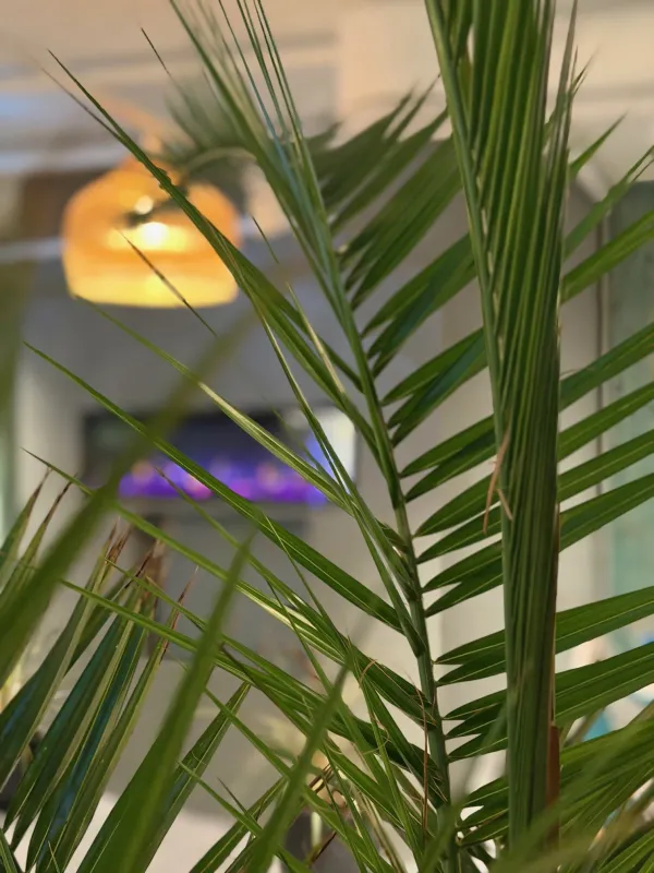 Plante