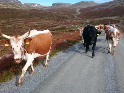 mange kuer vandrer på veien i fjellet