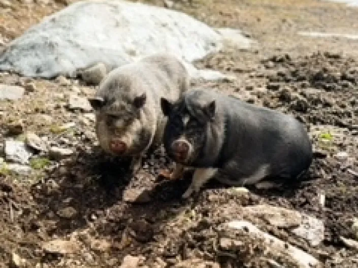 To griser i gjørmen