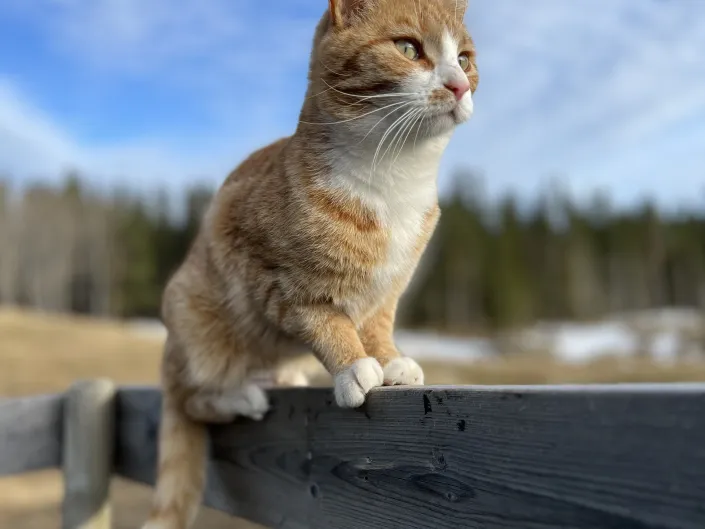 Bilde av en oransje og hvit katt på ett gjerde