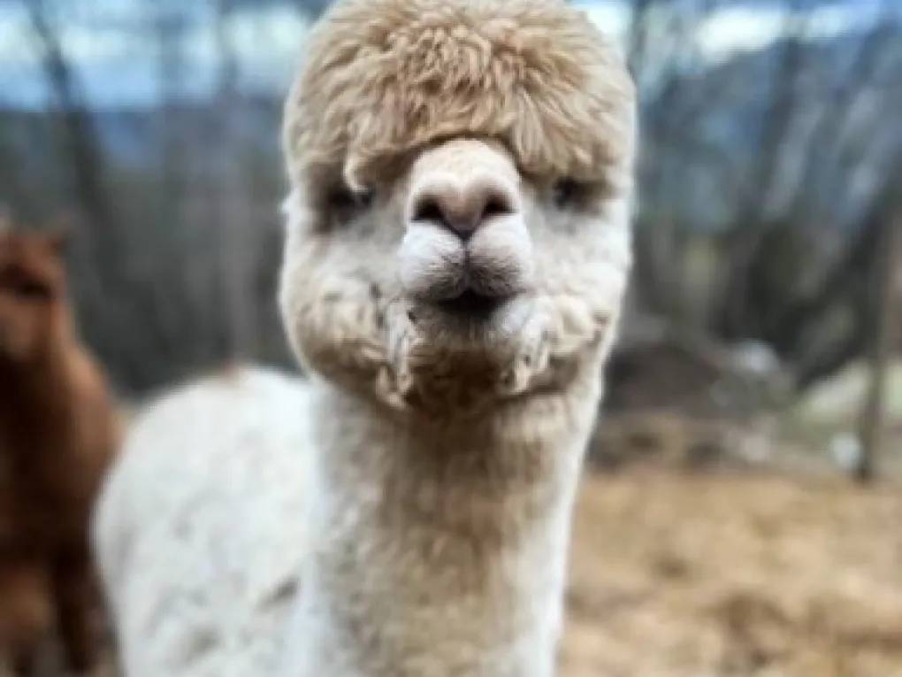 Nærbilde av en alpakka som stirrer mot kamera