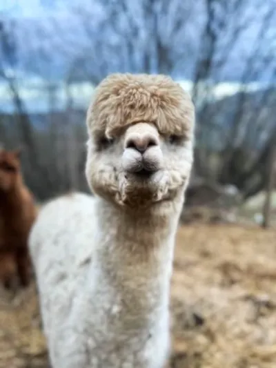 Nærbilde av en alpakka som stirrer mot kamera