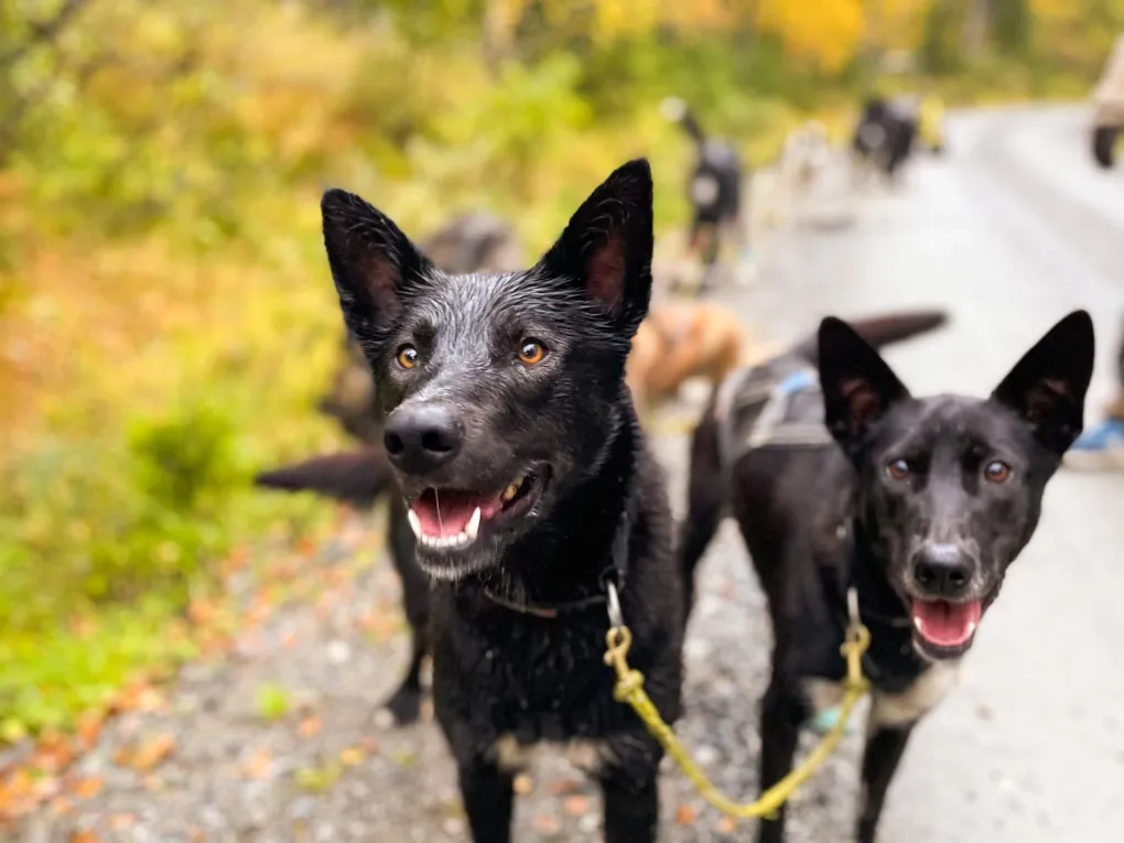 Nærbilde av to hunder med flere hunder i bakgrunnen