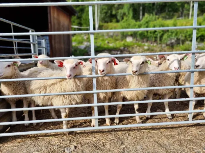 Mange sauer som står innenfor ett gjerde