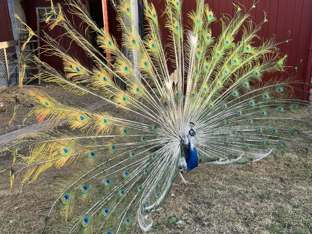 Bilde av en påfugl med fjærene ute