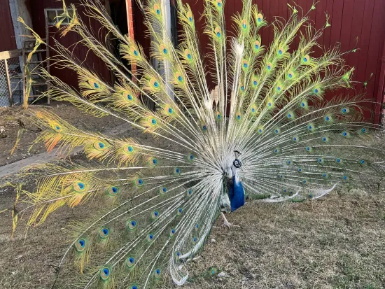 Bilde av en påfugl med fjærene ute