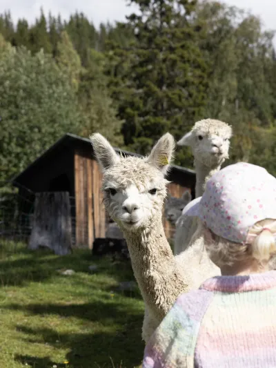 To alpakka og ett barn sommer Hemsedal