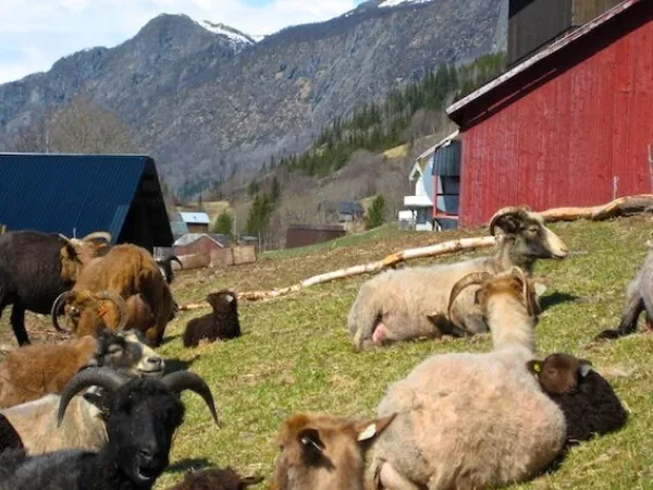 Aalstveit, sauer med horn som ligger i gresset.