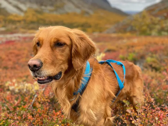 Brun hund i lyngen, med fjellene i bakgrunnen.