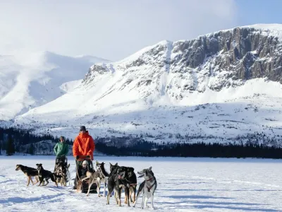 To hundesleder som er på tur