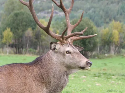 Hjortebukk profil.