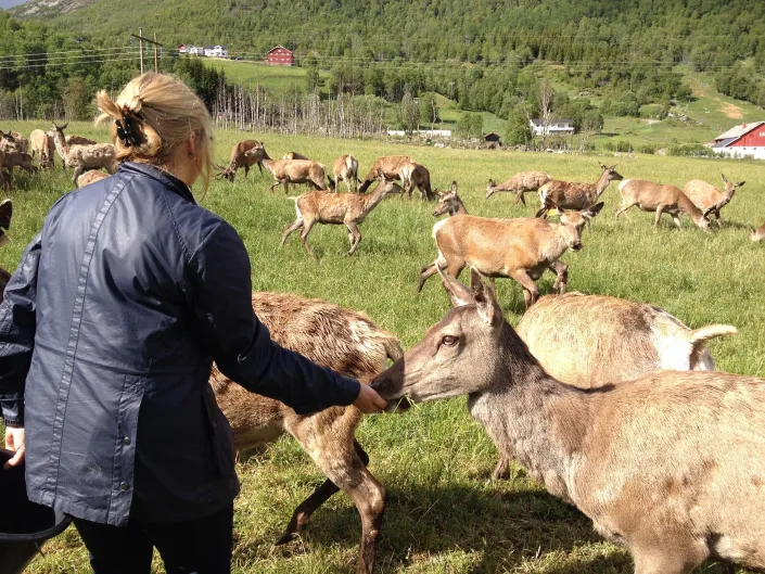 Dame som mater hjorten.