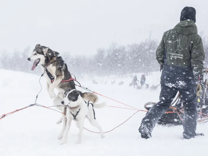 mann og hunder i snøvær
