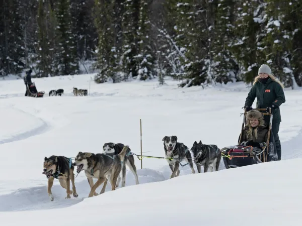 mann og kvinne kjører hundespann