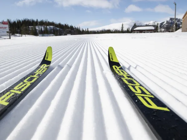 Langrennsski i langrennssporet.