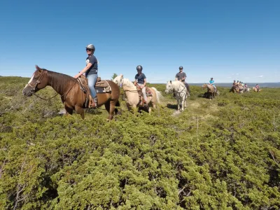 Western Horses web, tur.