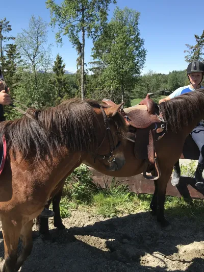 To jenter og to brune hester (sommer).