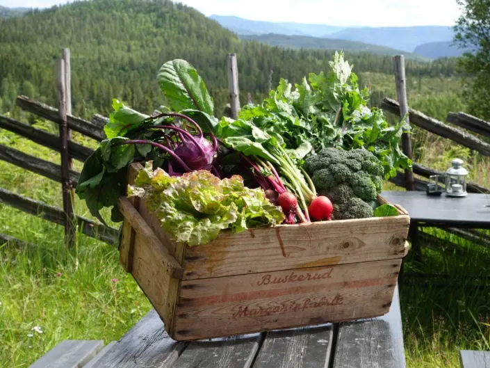 Kasse med grønnsaker, i finværet.