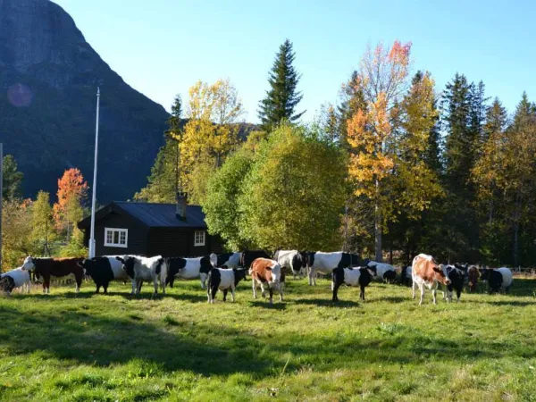 Kuer ved snerte.