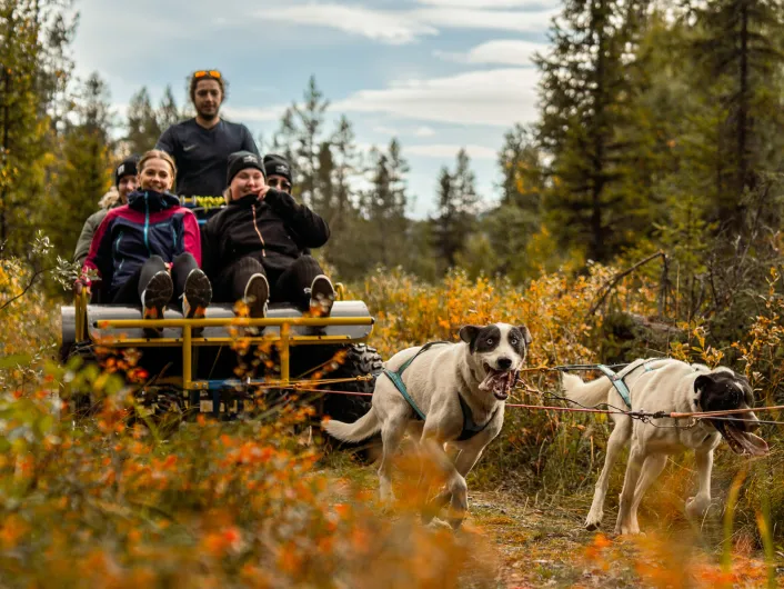 Hundekjøring med huskier og flere personer på en vogn.
