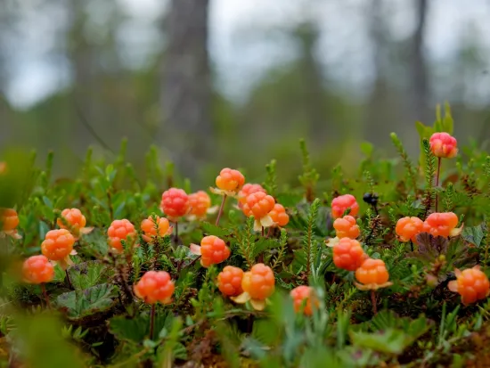 Nærbilde av multer Hemsedal