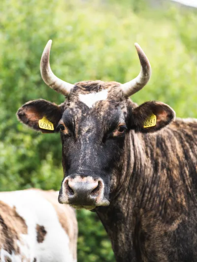 Nærbilde av en okse