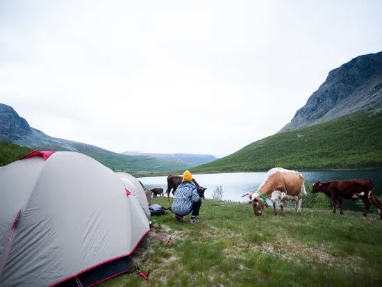 Frittgående kuer utenfor teltplass i Hemsedal