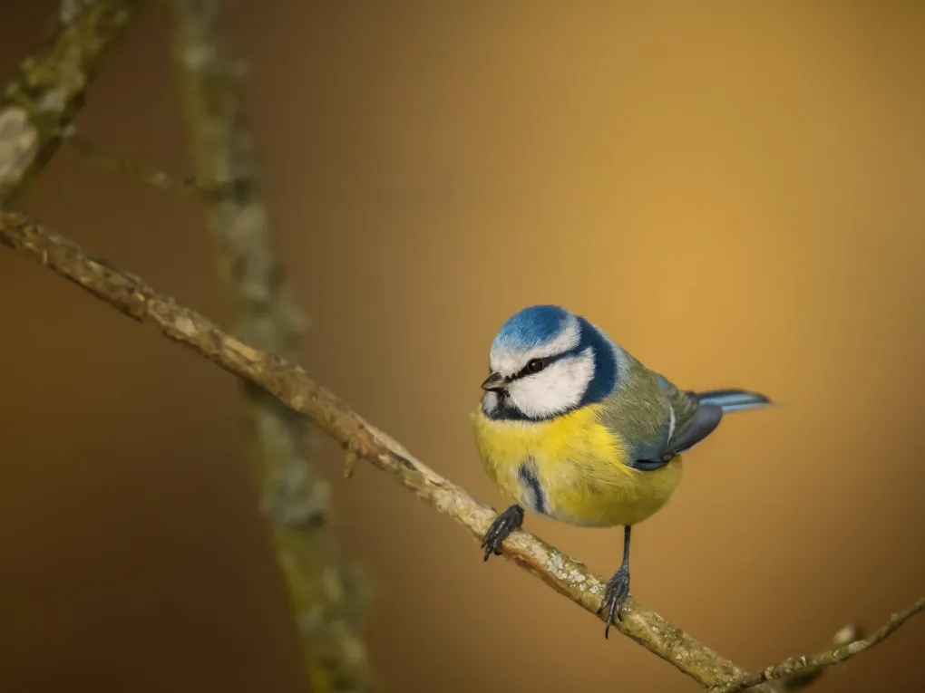 Nærbilde av en blåmeis