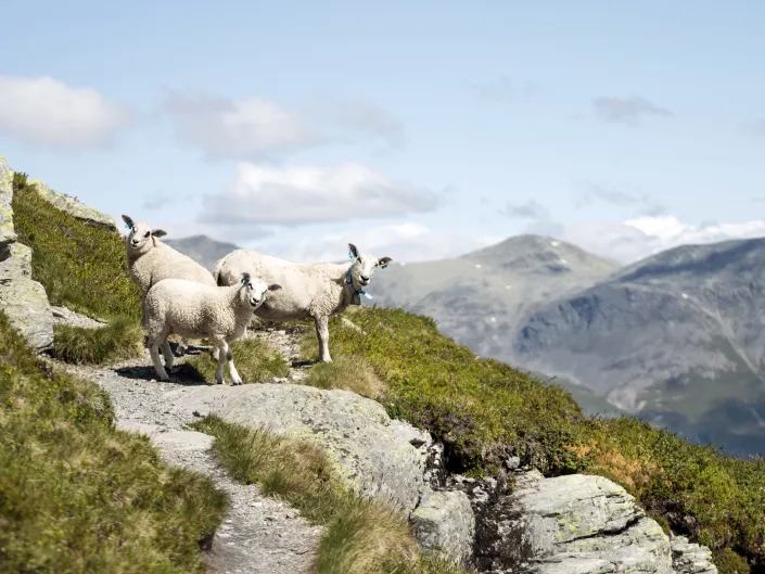 Sauer i fjellet.