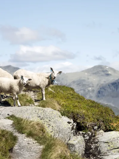 Sauer i fjellet.
