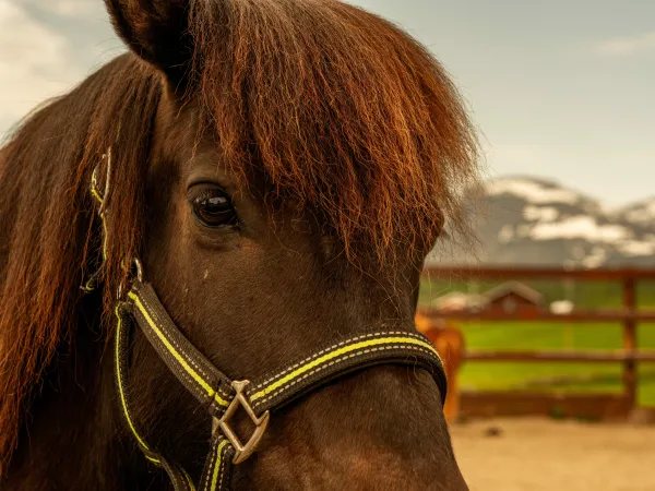 Hest - Nicolai Gunner - hemsedal haugen gård.