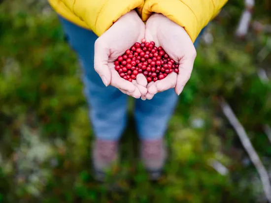 Tyttebær i hånd.