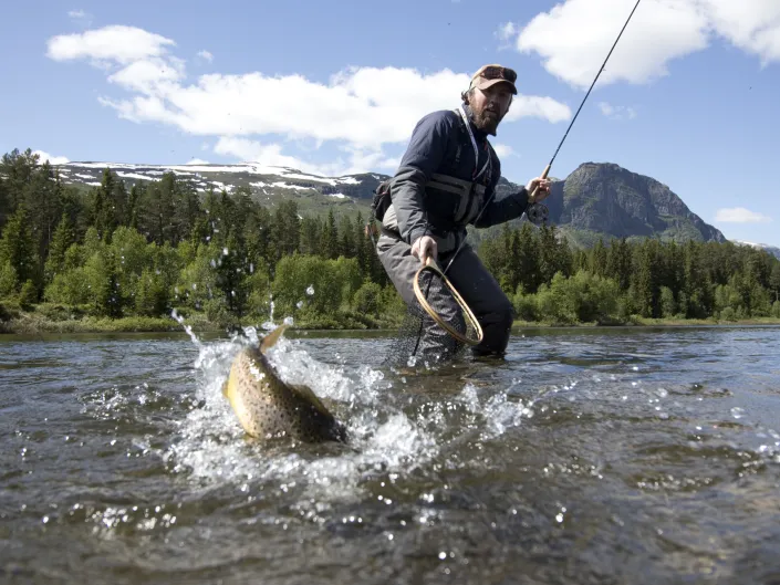 Mann som fanger en fisk i håv