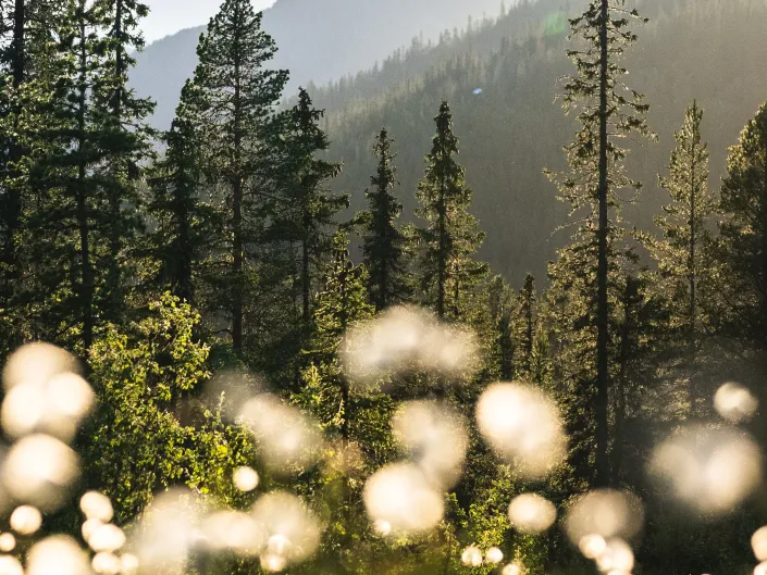 Hvite blomster, fjell og skog.