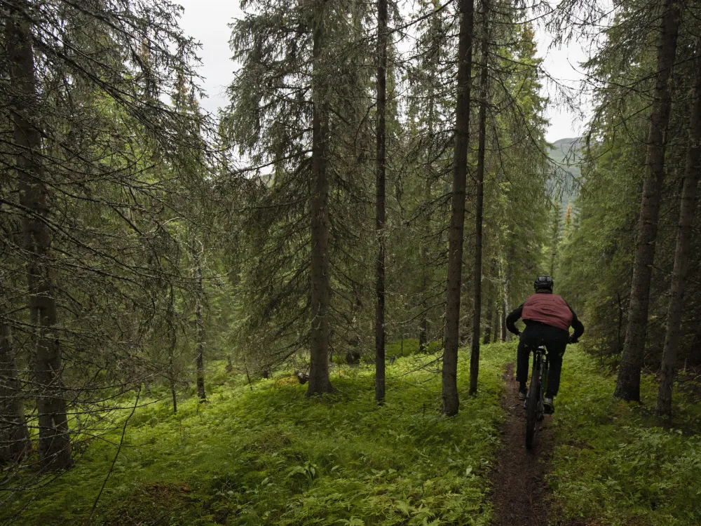 Mann som stisykler i skogen i Hemsedal