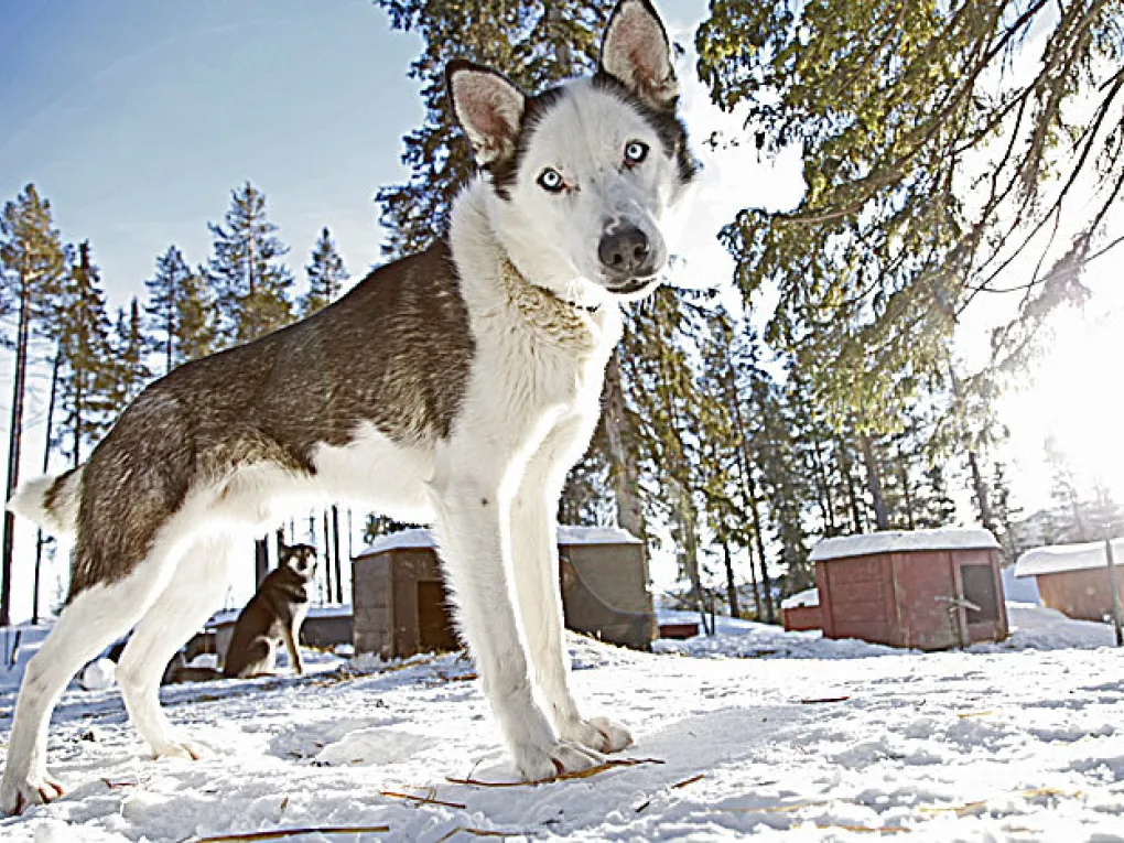 Dogsledding c hemsedal NEB 13